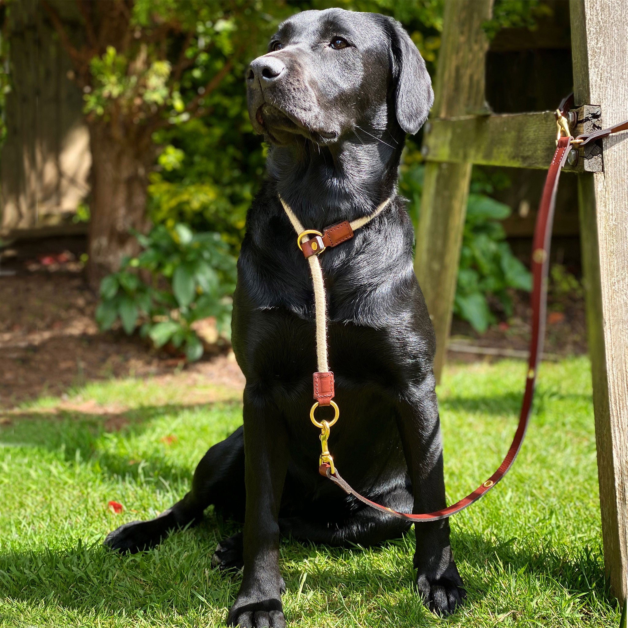 Black dog collar and lead best sale